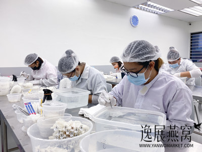 揭秘燕窝工厂工人一天可以挑多少盏燕窝(盏盏燕窝皆辛苦)