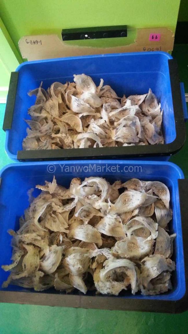 燕窝怎么形成的