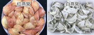 红色燕窝跟白色燕窝哪个好,红燕窝和白燕窝的区别有哪些