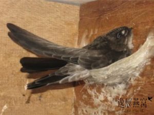 金丝燕什么时候产卵,揭秘金丝燕一年做几次窝正常