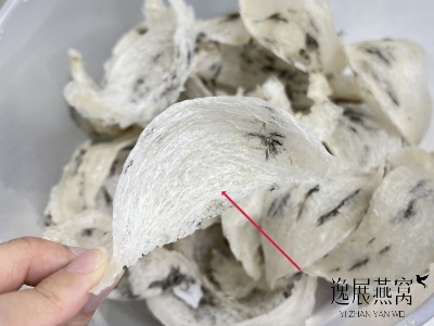 为什么有的极轻毛燕没有囊丝,极轻毛燕的囊丝越多越好吗