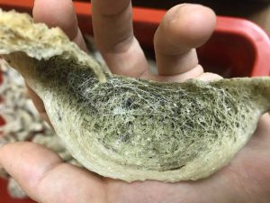 长了青苔的毛燕