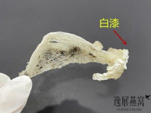 手把手带你了解,毛燕里出现的白色点点是什么原因导致的