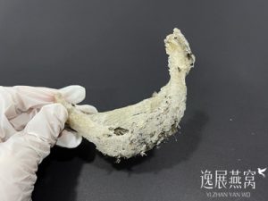 买毛燕要挑选底座厚的还是薄的好?手把手教你怎么选才不会错