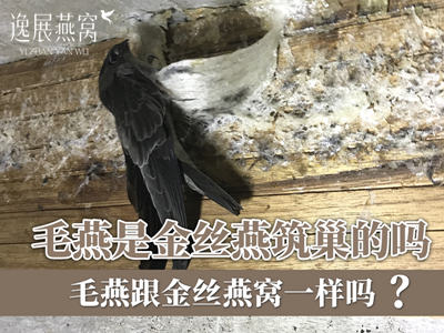 毛燕是金丝燕筑巢的吗,毛燕跟金丝燕窝一样吗
