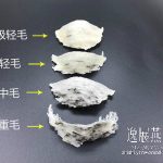 毛燕毛怎么分类【毛量多少的对比图】