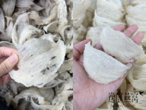 想要买燕窝进补,自己吃毛燕好还是干挑燕窝好(哪个营养好)