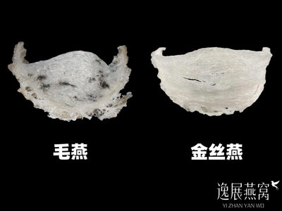 毛燕好还是金丝燕好,毛燕和金丝燕的区别有哪些