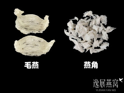 毛燕好还是燕角好,自己吃要买哪个好(哪个营养价值高)