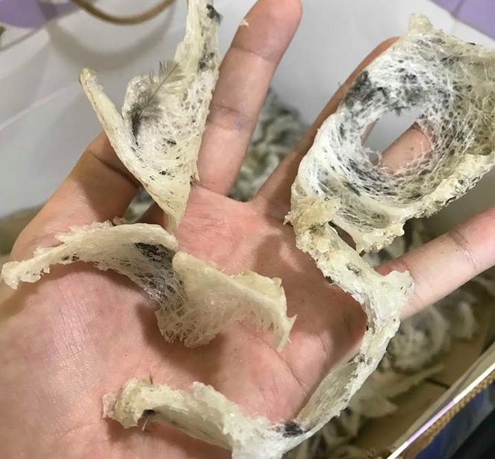 燕窝原料到底有几种形态?买哪一种原料形态比较好