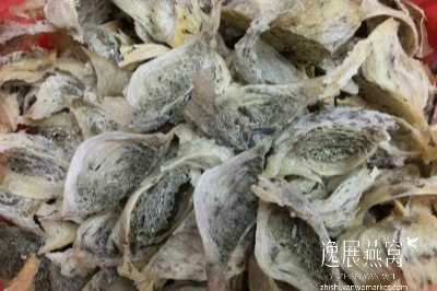 发霉毛燕原料lumut