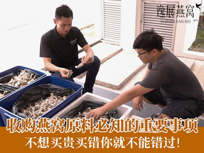 收购燕窝原料必知的重要事项,不想买贵买错你就不能错过!