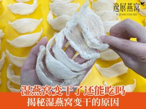 湿燕窝变干了还能吃么,揭秘湿燕窝变干的原因有哪些