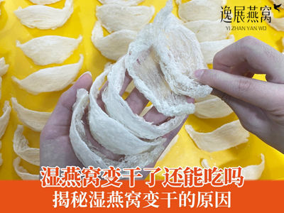 湿燕窝变干了还能吃么,揭秘湿燕窝变干的原因有哪些