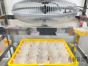 揭秘湿挑燕窝是怎么定型推模的(燕窝卖相好不好的关键点)