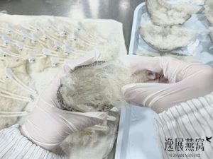 揭秘湿挑燕窝是怎么定型推模的(燕窝卖相好不好的关键点)