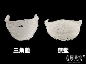 三角盏和燕盏哪个营养价值好点(三角盏和燕盏的区别)