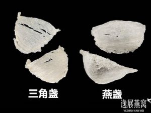 三角盏和燕盏哪个营养价值好点(三角盏和燕盏的区别)