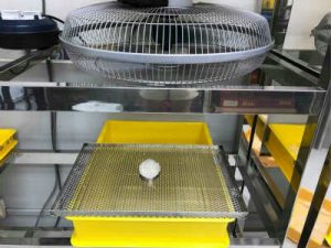 燕饼的制作过程14