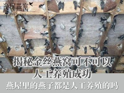 揭秘金丝燕窝可不可以人工养殖成功?燕屋里的燕子都是人工养殖的吗?