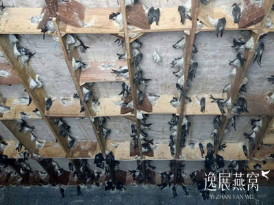 听说有人工养殖金丝燕的案例,但为何中国还是没有金丝燕窝
