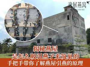 揭秘燕屋是怎么吸引燕子来筑巢的,手把手带你了解燕屋引燕的原理