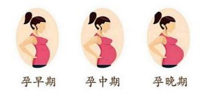孕妇怀孕几时开始吃燕窝最好