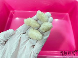 你见过用燕碎捏成的假燕角吗(鉴别燕角真假)