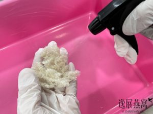 你见过用燕碎捏成的假燕角吗(鉴别燕角真假)