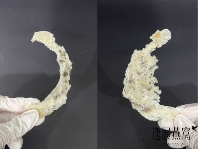 买毛燕到底该选厚底座还是薄底座?这两种有什么区别?