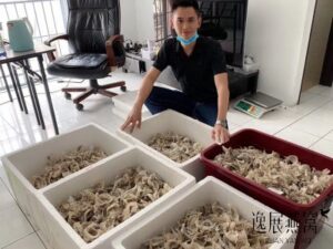 马来西亚燕窝运输商发货_溯源码燕窝发货_进出口燕窝_邮寄燕窝运输费