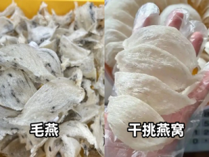 马来西亚燕窝加工厂到底是怎么挑毛的?从毛燕变净燕的全过程